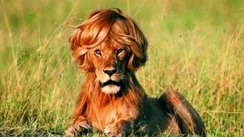 The Lion That Looks Like Jerry Flannery