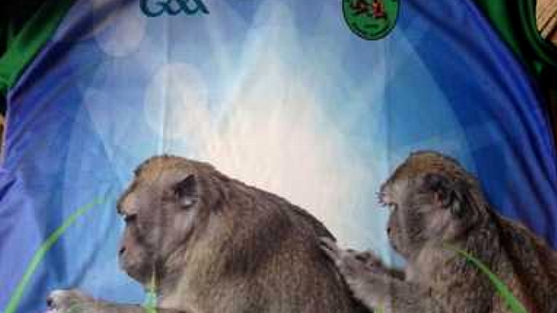 Probably The First GAA Jersey To Feature Macaques