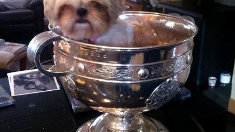 Want to see Mark McHugh's dog sitting in the Sam Maguire? Of course you do.