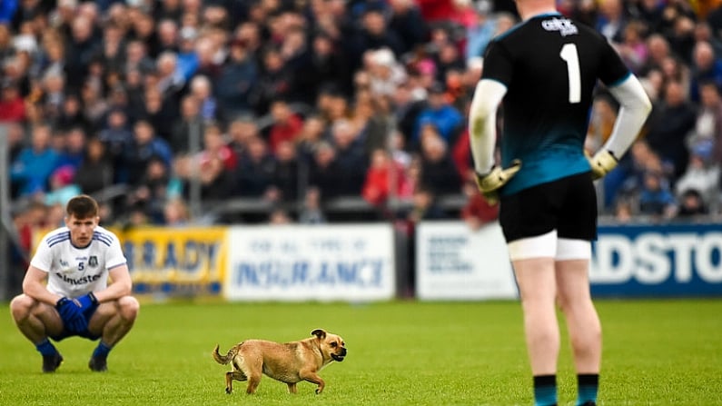 Balls Investigates: Was The Dog A Ruse By Cavan To Disrupt Monaghan?