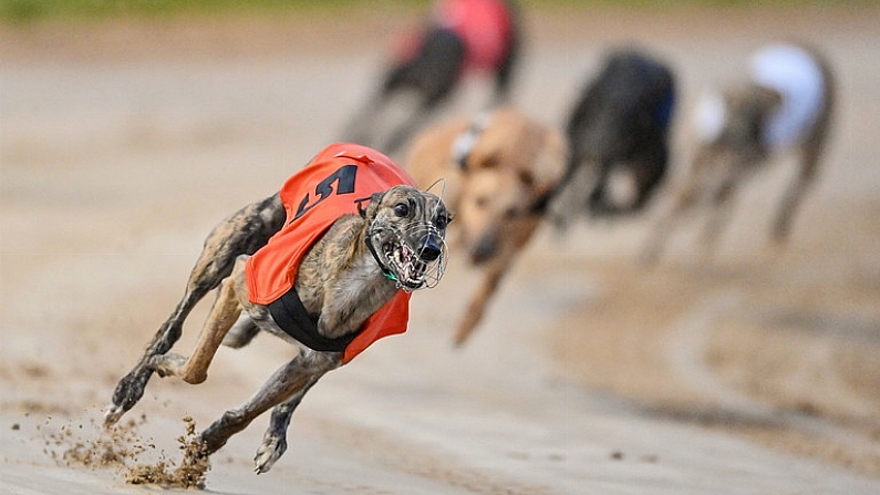 2 September 2023; Road Exile on the way to winning race four of the 2023 BoyleSports Irish Greyhound Derby Final meeting at Shelbourne Park in Dublin. Photo by Seb Daly/Sportsfile