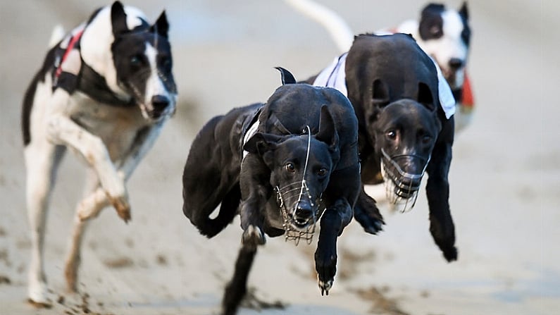 Greyhound Racing: Bresbet Easter Cup, Con And Annie Kirby Memorial