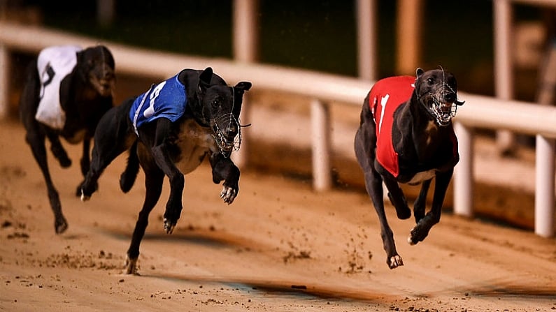 Greyhound Racing: Juvenile Classic Final And Launch Of Irish Cesarewitch