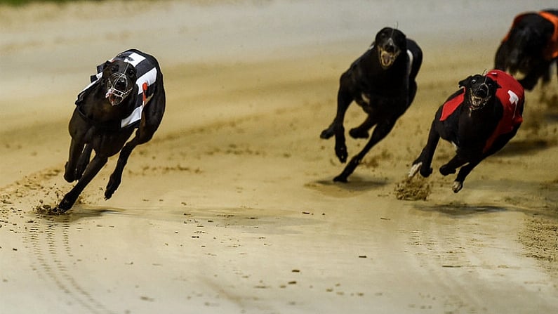 Greyhound Racing Calendar Heats Up With Bresbet Easter Cup And Open Unraced Final