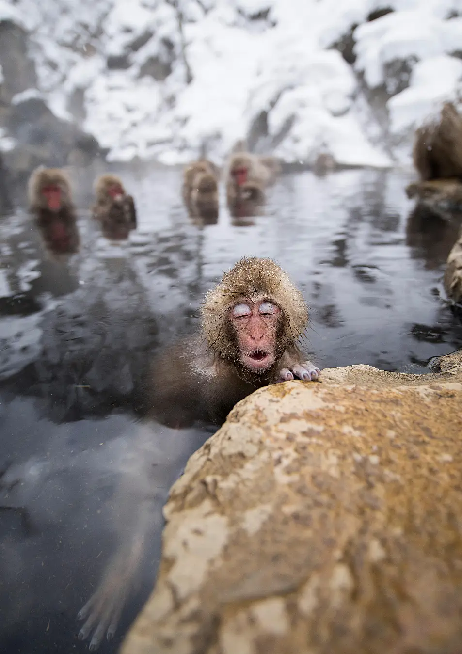 monkey in onsen