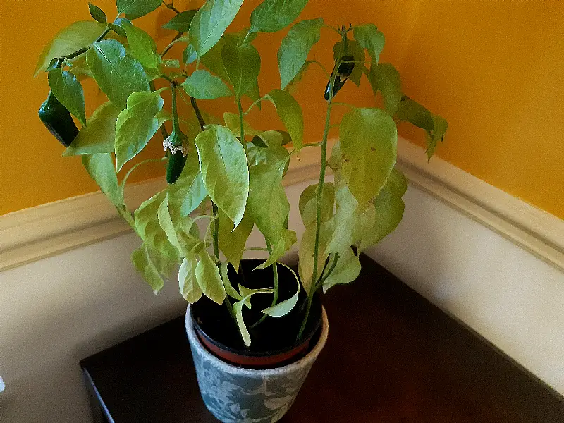 Chilli plant