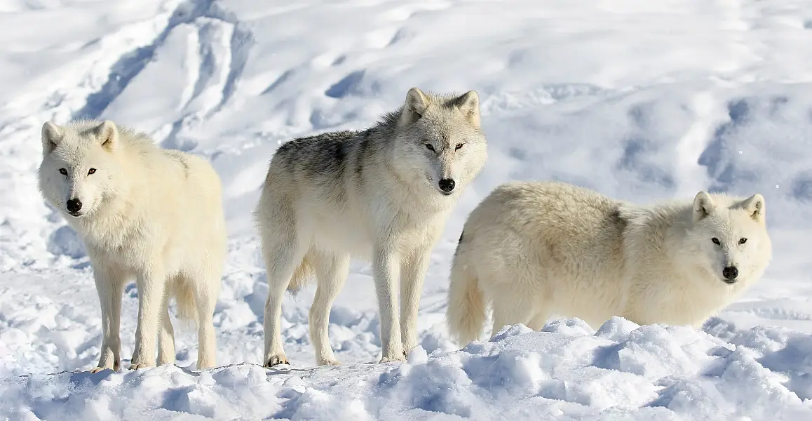 Arctic wolves