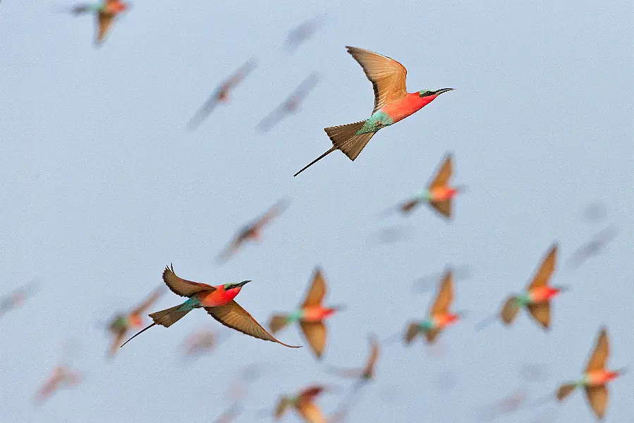 Carmine Bee Eaters in flight