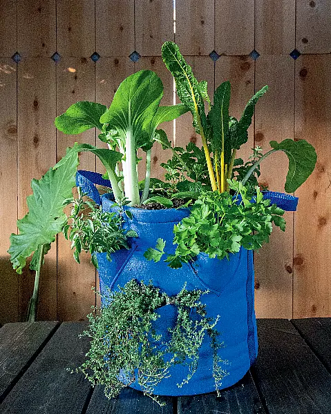 A blue grow bag featuring veg which will make a stir fry (Kevin Espiritu/PA)