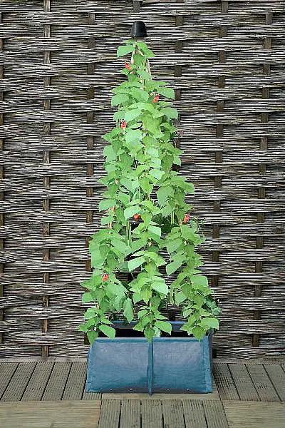 This six-cane patio planter is ideal for vertical growing (Haxnicks/PA)