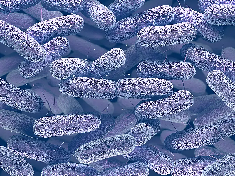 Enterobacteriaceae Bacteria Family