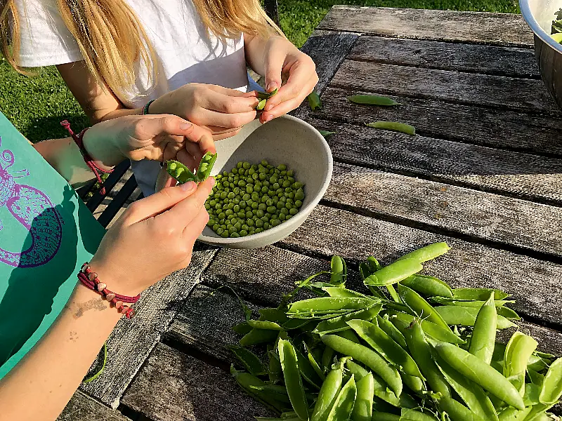 children shelling peas