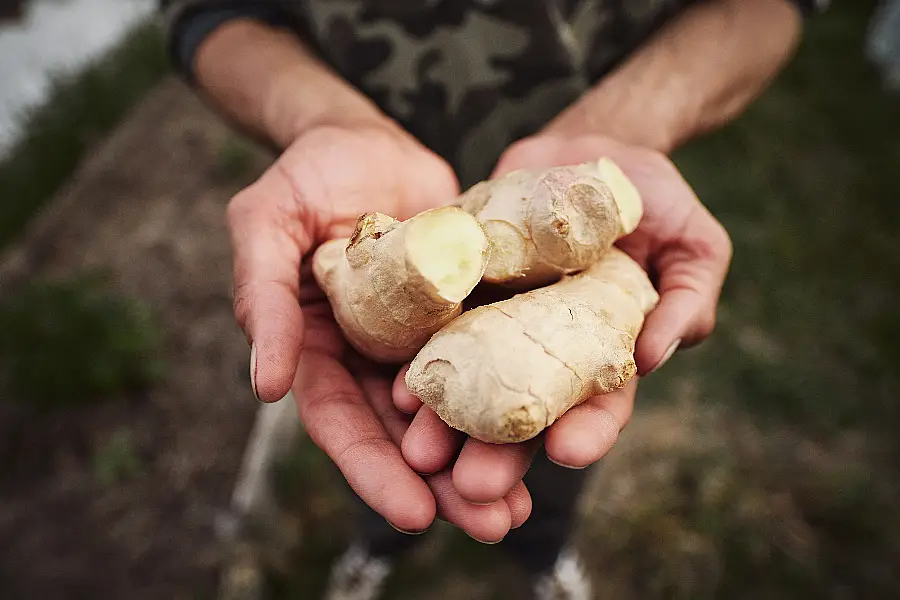 Man planting ginger in his spring garden.