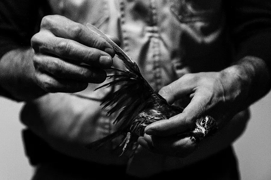 A man helping an injured bird