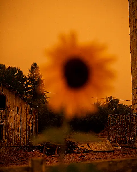 A blurred sunflower mimicking the sun