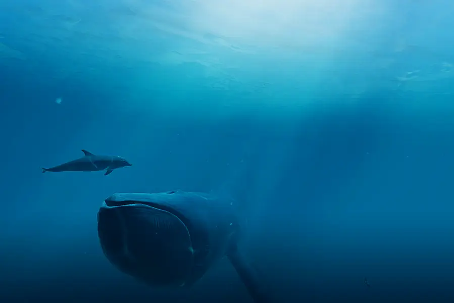 A blue whale under water