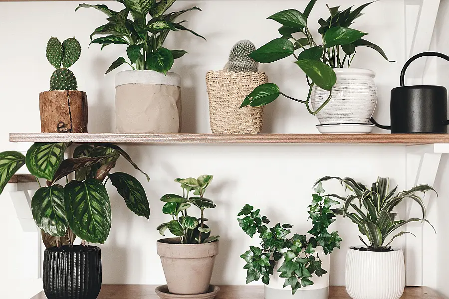 houseplants on a shelf