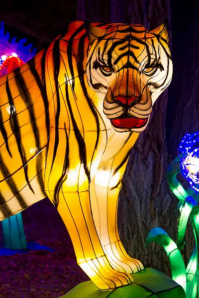 A tiger lantern