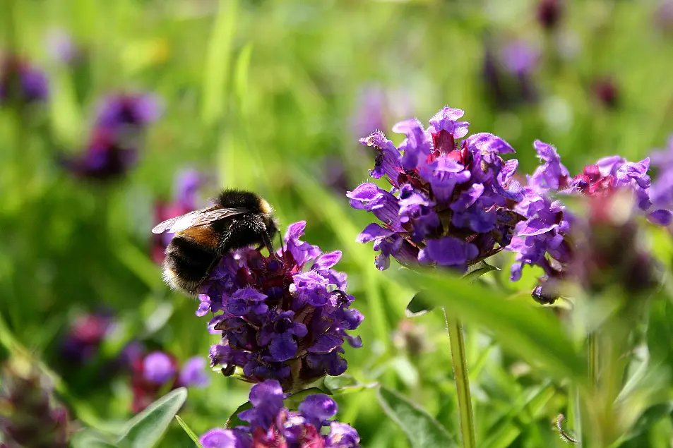 Selfheal and white tailed bumblebee (Trevor Dines/Plantlife/PA)