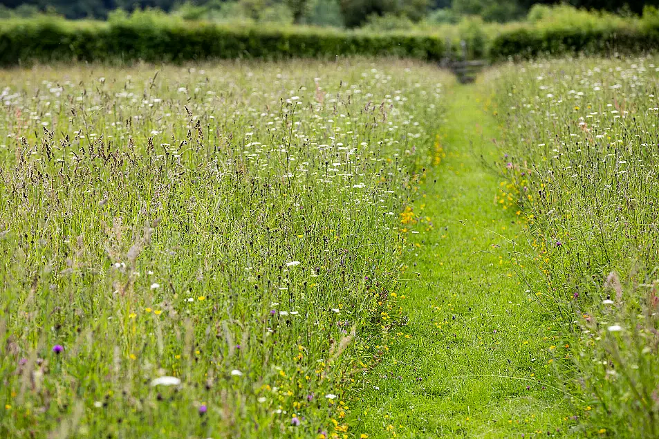 Desire path through a meadow (Matt Pitts/Plantlife/PA)