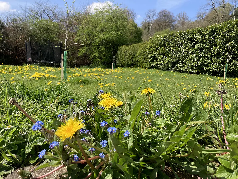 A wilder lawn in Wiltshire (Archie Thomas/Plantlife/PA)