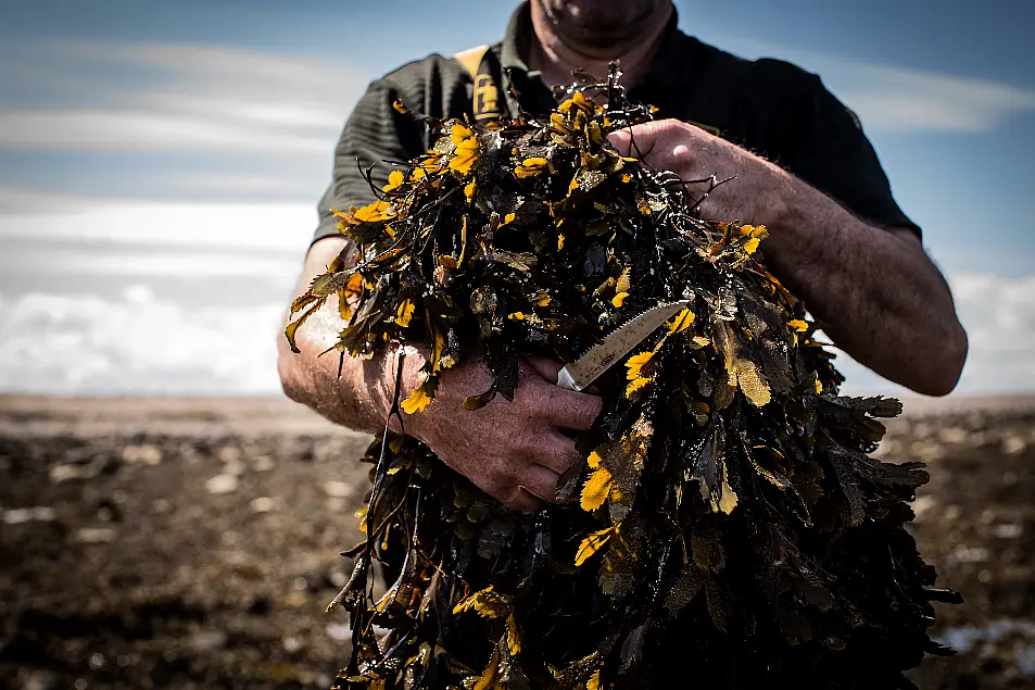 A man harvesting seaweed