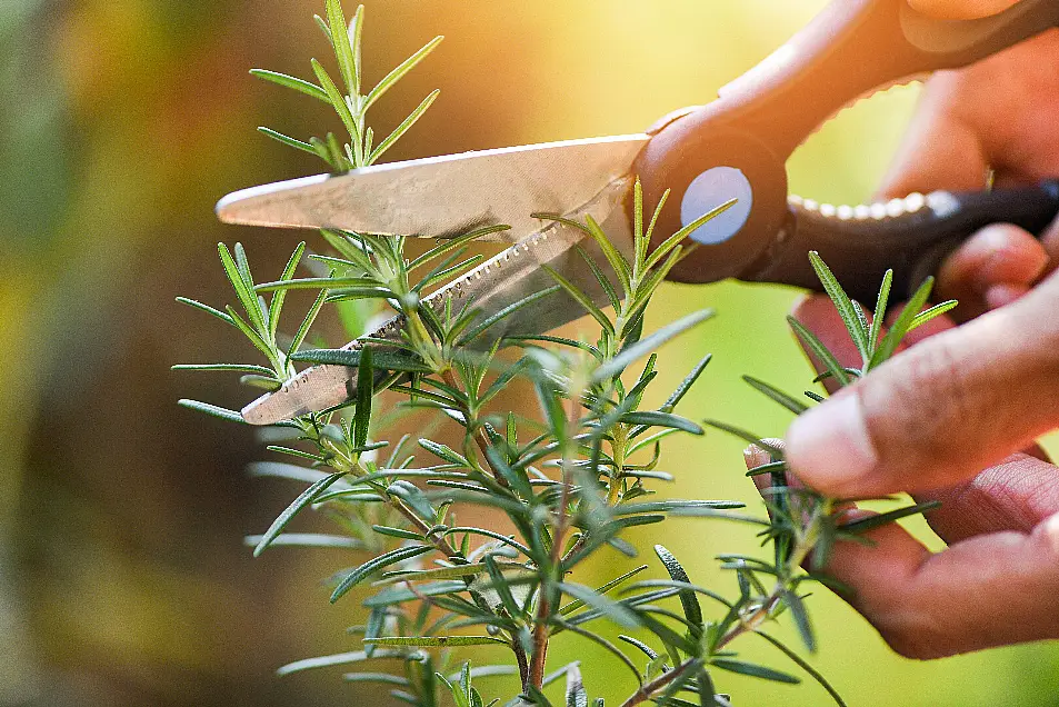 Pruning rosemary (Alamy/PA)