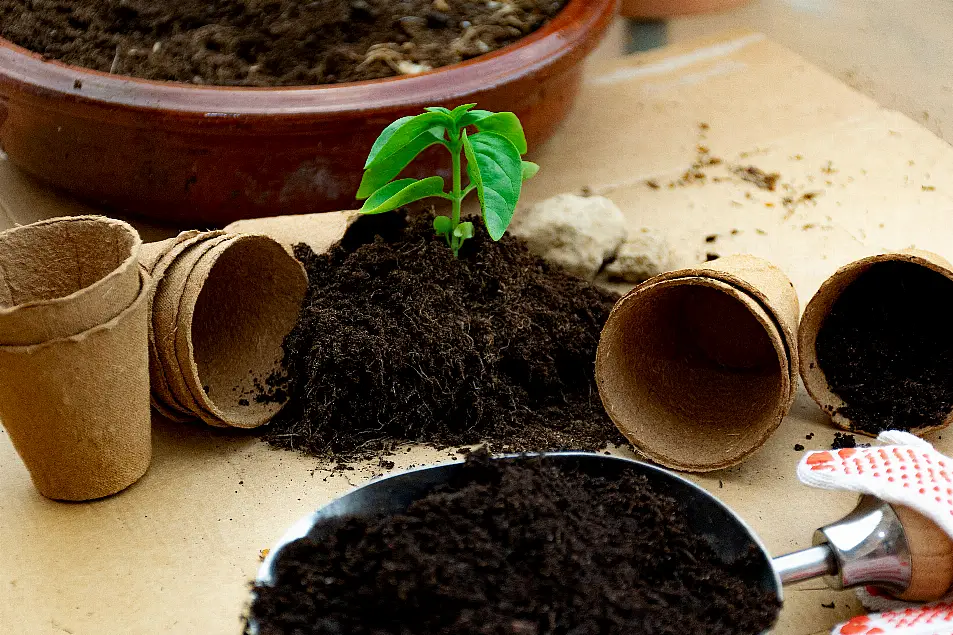 Basil plant in compost (Alamy/PA)