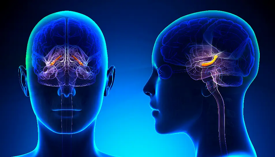 An illustration of a female Hippocampus brain anatomy