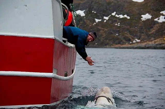 A man leans over a fishing boat and claps his hands at a beluga whale in the water