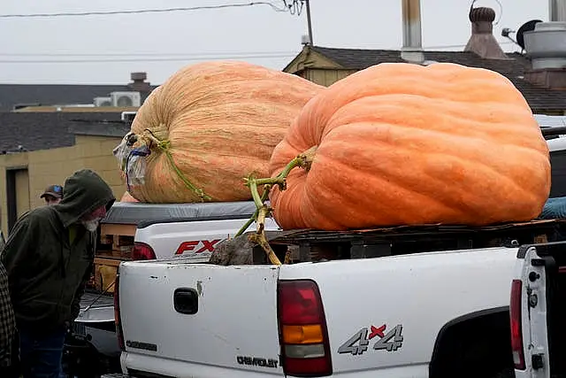 Giant pumpkins on the back of trucks