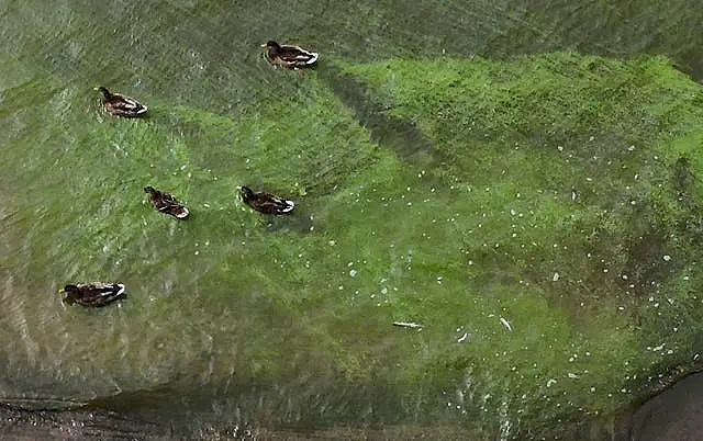 Algae outbreak in Lough Neagh