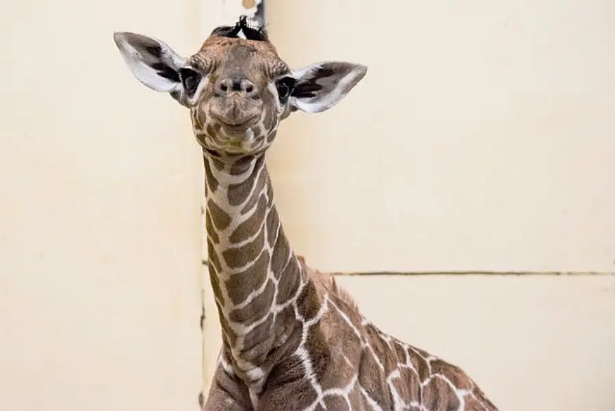 Margaret the giraffe