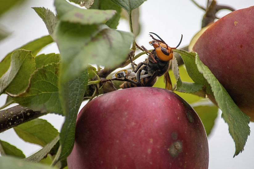 Us Scientists To Wipe Out ‘Murder Hornets’ Nest To Preserve Honeybees