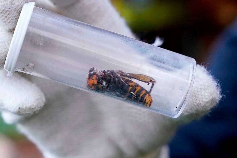 'Murder Hornet' Nest Vacuumed Out Of Tree In Us