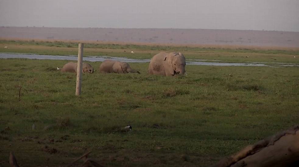 Elephant Baby Boom Sees Record Number Of Calves Born In National Park