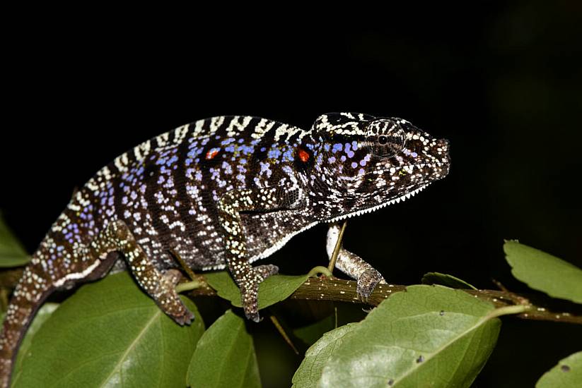 Scientists Find Madagascar Chameleon Last Seen 100 Years Ago