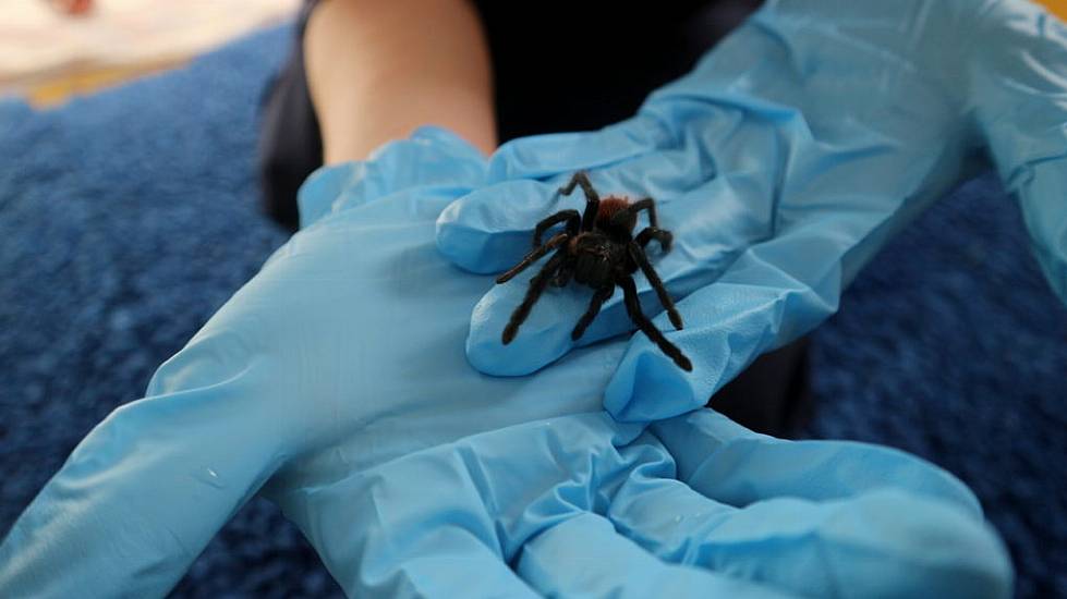 Donegal Shopper Finds Tarantula In Bunch Of Bananas