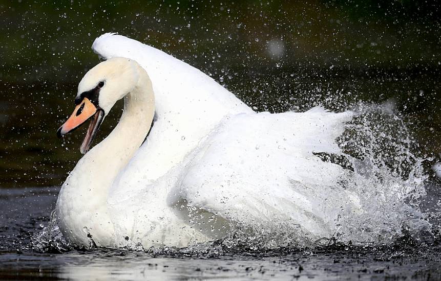 Further Bird Flu Case Detected On Island