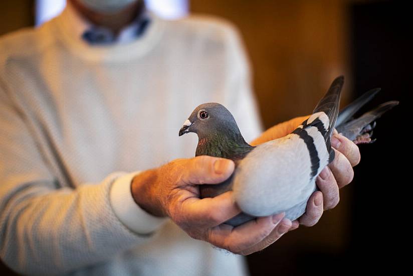 Belgian Racing Pigeon Sells For More Than £1.4M In Auction