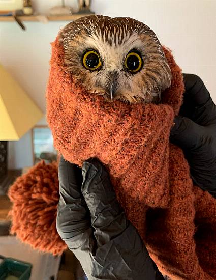 What A Hoot! Tiny Owl Rescued From Giant Christmas Tree