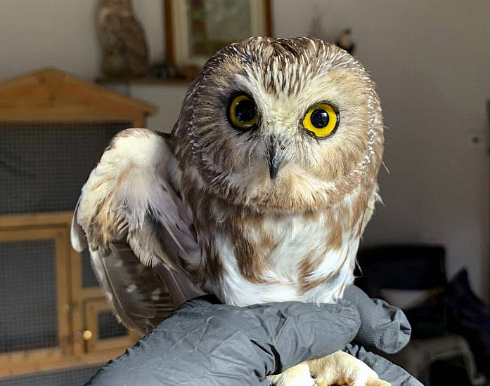 Owl Rescued From New York Christmas Tree Could Take Flight Soon