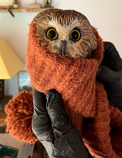 Owl Rescued From New York Christmas Tree Returns To The Wild