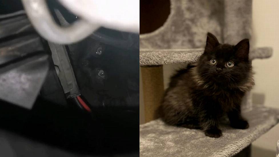 Kitten Rescued From Inside A Car Engine