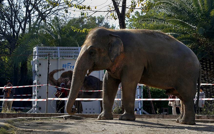 ‘World’s Loneliest Elephant’ Ready To Fly To New Home