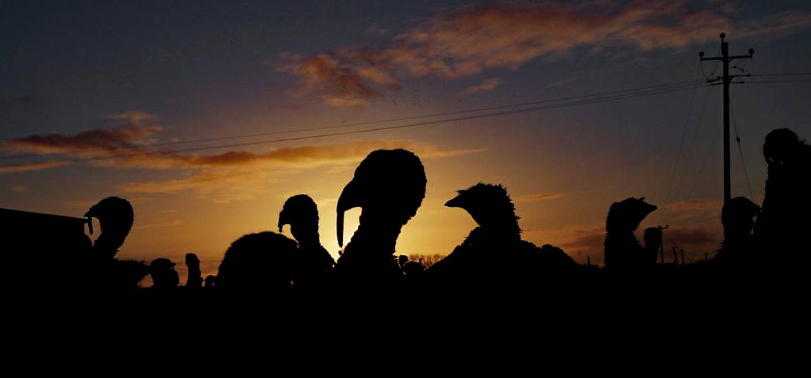 Thousands Of Turkeys Culled After Bird Flu Outbreak At English Farm