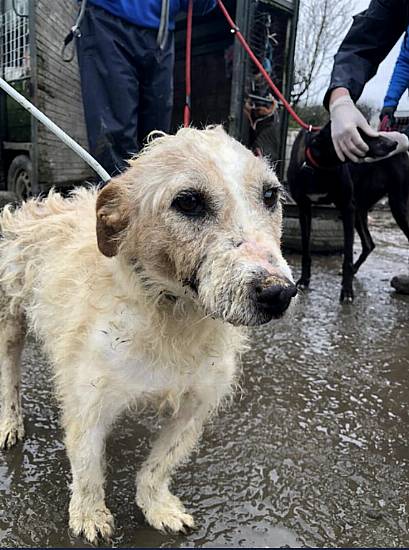 Man Arrested In Kilkenny After Seizure Of 25 Dogs And Four Horses