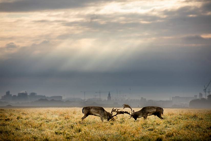 Improved Lighting For Phoenix Park Refused By Opw