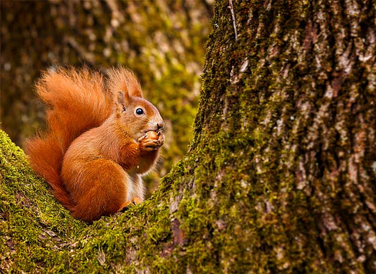 Wildlife Conservation Day: 5 Of The Most Endangered Animals In Ireland And Britain