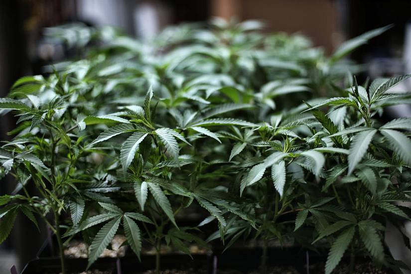 House Votes To Decriminalise Marijuana In Us At Federal Level